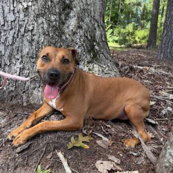 Rescue Pit Bull Terrier Dogs for Adoption in Aberdeen, North Carolina - Abby | PetCurious