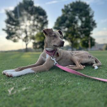 Tallulah -  Australian Shepherd and Chihuahua Dog for Adoption in Anderson, South Carolina - Tallulah | PetCurious