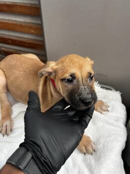 SHILOH -  Mixed Breed Dog for Adoption in Dallas, Texas - SHILOH | PetCurious