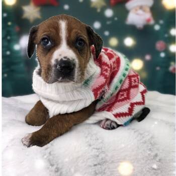Rescue Redbone Coonhound Dogs for Adoption in Newport, Tennessee - Marcie(Purple Collar) | PetCurious