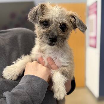 Fig -  Yorkshire Terrier and Mixed Breed Dog for Adoption in Rockville, Maryland - Fig | PetCurious