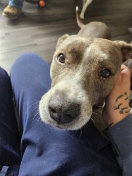 Rescue Pit Bull Terrier Dogs for Adoption in Bowdoin, Maine - Gracie | PetCurious