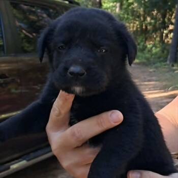 Ned -  Mixed Breed Dog for Adoption in Valley, Alabama - Ned | PetCurious