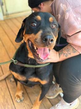 Sadie -  Rottweiler Dog for Adoption in Deering, New Hampshire - Sadie | PetCurious