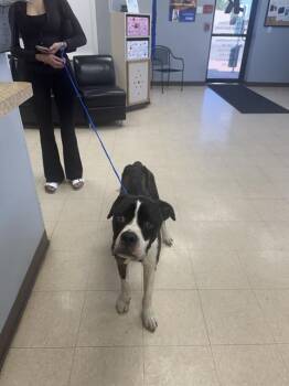 Boxer and Mixed Breed Dogs Available for Adoption in Killeen, Texas - JACK | PetCurious