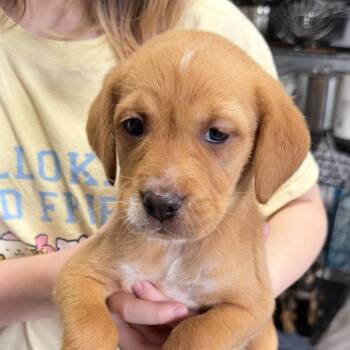 Barbie -  Mixed Breed Dog for Adoption in Rockville, Maryland - Barbie | PetCurious