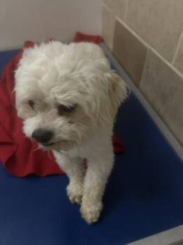 Buddy -  Maltese Dog for Adoption in Osage Beach, Missouri - Buddy | PetCurious