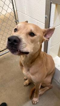 Pit Bull Terrier and Mixed Breed Dogs Available for Adoption in Gillette, Wyoming - Smokey | PetCurious