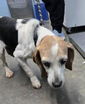 Beagle Dogs Available for Adoption - Opal | PetCurious