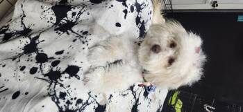 Rescue Maltipoo Dogs for Adoption in Torrance, California - Diamond | PetCurious