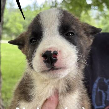 Nolan -  Husky and Dutch Shepherd Dog for Adoption in Pittsburg, Kansas - Nolan | PetCurious