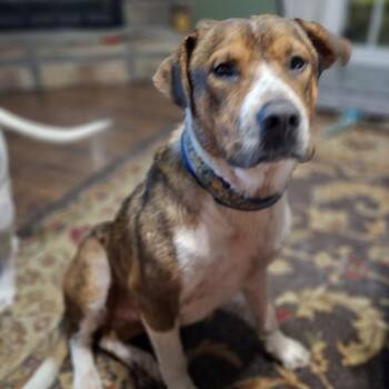 Tango -  Hound and Mixed Breed Dog for Adoption in Enterprise, Alabama - Tango | PetCurious