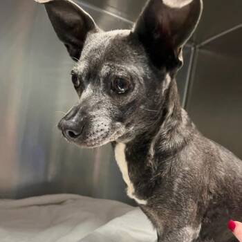 Mixed Breed Dogs Available for Adoption in Greensboro, North Carolina - Sadie | PetCurious