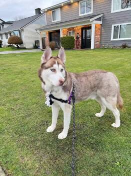 Rescue Siberian Husky Dogs for Adoption in Rancho Cucamonga, California - Kriss | PetCurious