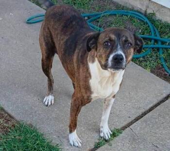 Mixed Breed Dogs Available for Adoption in Fayetteville, Arkansas - Piper | PetCurious