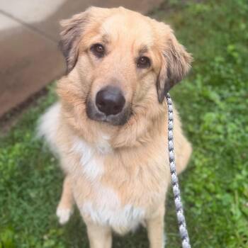 Mixed Breed Dogs Available for Adoption in Asheville, North Carolina - Sterling | PetCurious