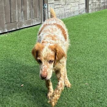 Ginger 0579 -  English Setter Dog for Adoption in Loxahatchee Groves, Florida - Ginger 0579 | PetCurious