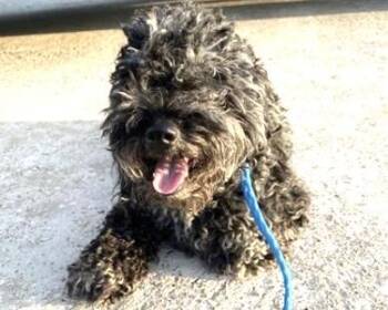 A660905 -  Poodle and Mixed Breed Dog for Adoption in Houston, Texas - A660905 | PetCurious