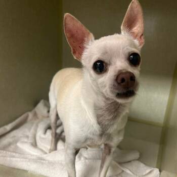 Rescue Chihuahua Dogs for Adoption in Spring Hill, Kansas - Taya Sparkle Sprinkle | PetCurious
