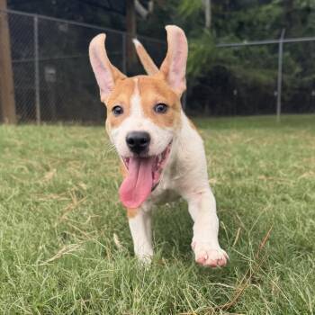 Solo -  Mixed Breed Dog for Adoption - Solo | PetCurious