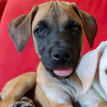 Mastiff and Shepherd Dogs Available for Adoption in Plainfield, Illinois - Elliot In Foster Care | PetCurious