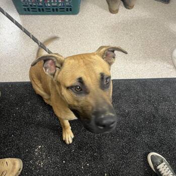 Woody -  Pit Bull Terrier Dog for Adoption in Lewisburg, West Virginia - Woody | PetCurious