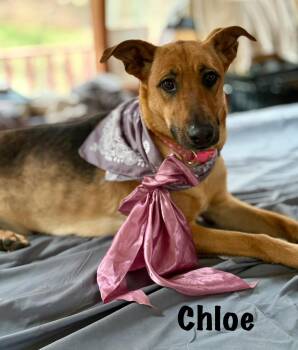 Rescue German Shepherd Dog Dogs for Adoption in Ossining, New York - Chloe | PetCurious