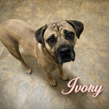 Mastiff and Mixed Breed Dogs Available for Adoption in Matteson, Illinois - Ivory | PetCurious