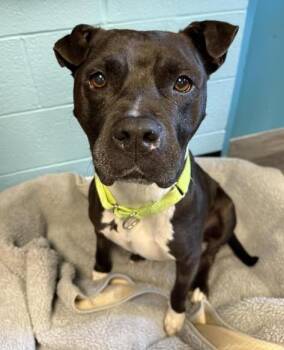 Empress -  Pit Bull Terrier Dog for Adoption in Euclid, Ohio - Empress | PetCurious