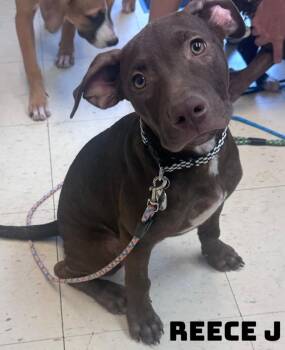 Reece J -  American Bully Dog for Adoption in Dyersburg, Tennessee - Reece J | PetCurious