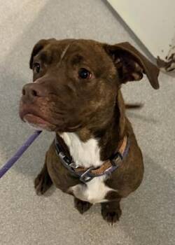 Rescue American Staffordshire Terrier Dogs for Adoption in Baldwin, Michigan - Sky | PetCurious