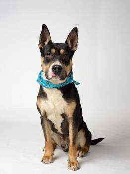 Chingy -  Pit Bull Terrier and Mixed Breed Dog for Adoption in Atlanta, Georgia - Chingy | PetCurious