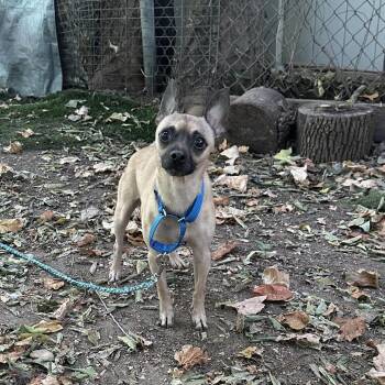 Tangerine -  Chihuahua and Mixed Breed Dog for Adoption in Austin, Texas - Tangerine | PetCurious