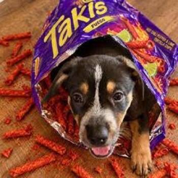 Takis -  Mixed Breed Dog for Adoption in Green Valley, Arizona - Takis | PetCurious