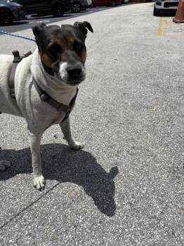 CHIQI -  Labrador Retriever and Mixed Breed Dog for Adoption in Doral, Florida - CHIQI | PetCurious