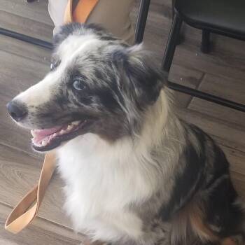 Shepp -  Australian Shepherd and Mixed Breed Dog for Adoption in Henderson, Kentucky - Shepp | PetCurious