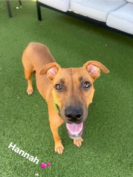 Rescue Black Mouth Cur Dogs for Adoption in Palm Harbor, Florida - Hannah | PetCurious
