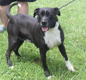 Rescue Pit Bull Terrier Dogs for Adoption in Marietta, Ohio - Betty (Spayed) (Empty-Nester) (Photos 6/16/2025) | PetCurious