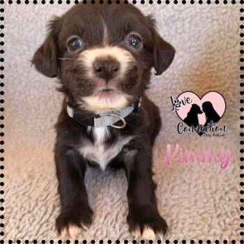 Dachshund Dogs Available for Adoption in Gilbert, Arizona - Kimmy | PetCurious