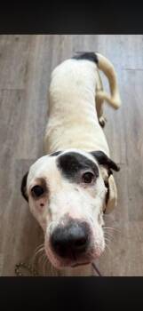 Cruella -  Catahoula Leopard Dog and American Bulldog Dog for Adoption in Winchester, Indiana - Cruella | PetCurious