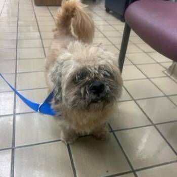 Mixed Breed Dogs Available for Adoption in West Palm Beach, Florida - Felix | PetCurious