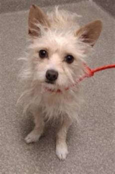 ACE -  Terrier Dog for Adoption in Las Vegas, Nevada - ACE | PetCurious