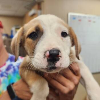 Labrador Retriever Dogs Available for Adoption in Las Vegas, Nevada - Tandoori 53600 | PetCurious