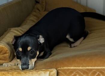 Bonita-Little Chi Puppy! -  Chihuahua Dog for Adoption in Fort Myers, Florida - Bonita-Little Chi Puppy! | PetCurious