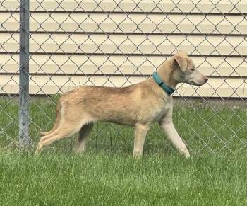 Labrador Retriever Dogs Available for Adoption in Cottage Grove, Minnesota - Tilly | PetCurious