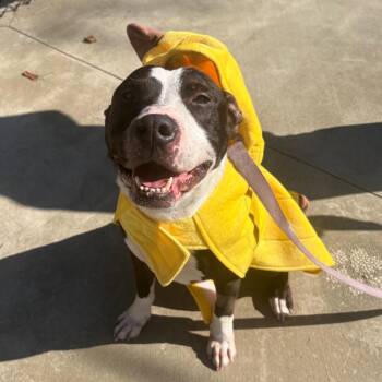 Thor -  Pit Bull Terrier Dog for Adoption in Fenton, Michigan - Thor | PetCurious