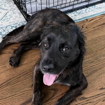 Batman -  Mixed Breed Dog for Adoption in Greensboro, North Carolina - Batman | PetCurious