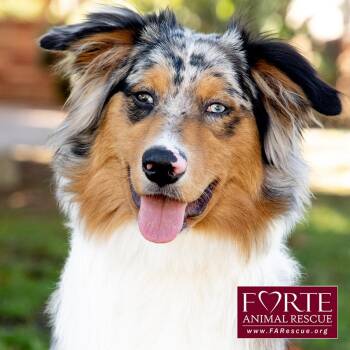 Rescue Australian Shepherd Dogs for Adoption in Marina Del Rey, California - Koa | PetCurious