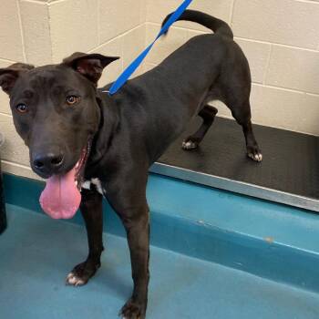 Mixed Breed Dogs Available for Adoption - MIDNITE | PetCurious