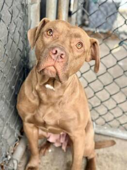 Pit Bull Terrier Dogs Available for Adoption - Kerensa | PetCurious